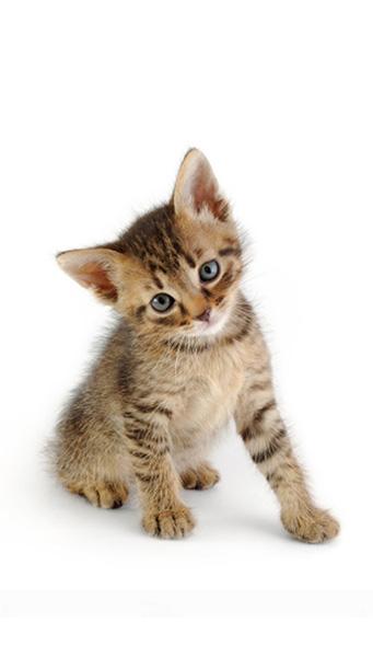 Alimentos para Gatos y Gatitos en TUVET